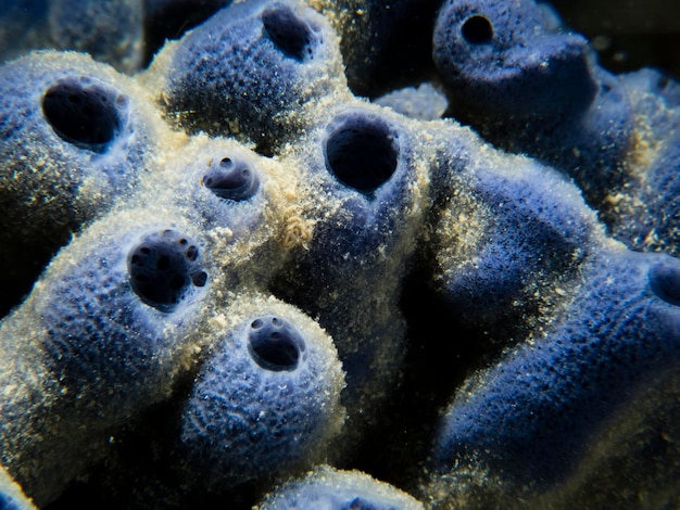 Foto primer plano de medusas en el mar