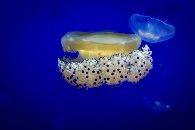 Foto primer plano de medusas en el mar