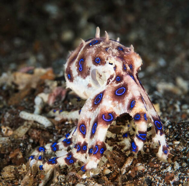 Foto primer plano de las medusas en el mar