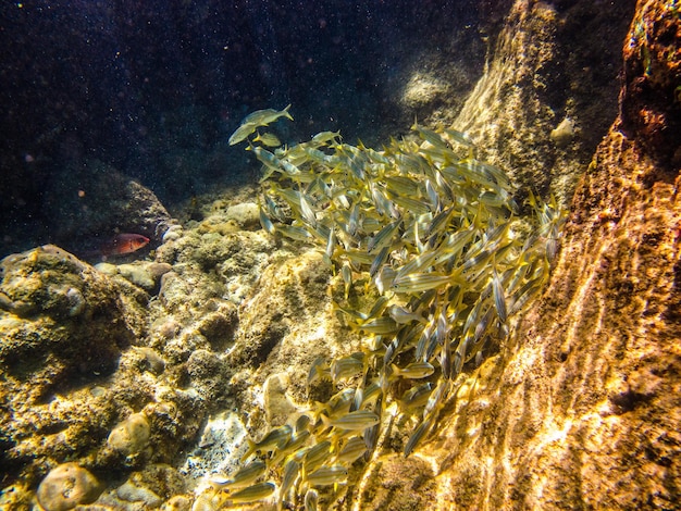 Primer plano de medusas en el mar