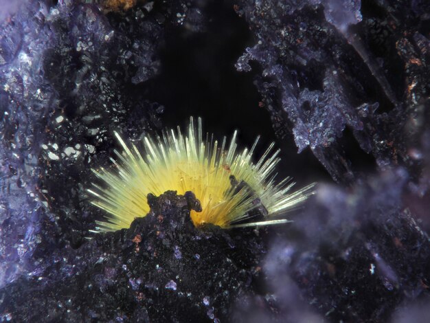 Foto primer plano de medusas en el mar