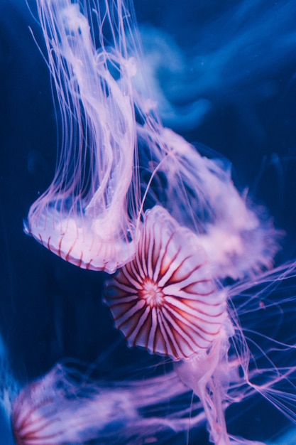 Primer plano de medusas en el mar