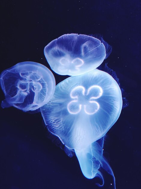 Foto primer plano de medusas en el mar