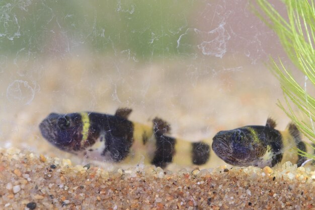 Primer plano de medusas en el mar