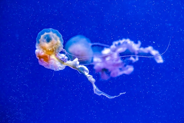 Primer plano de medusas en el mar