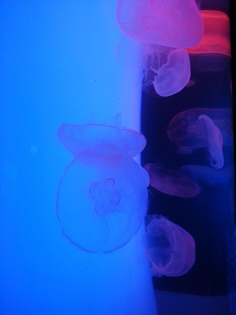 Foto primer plano de medusas nadando en el acuario