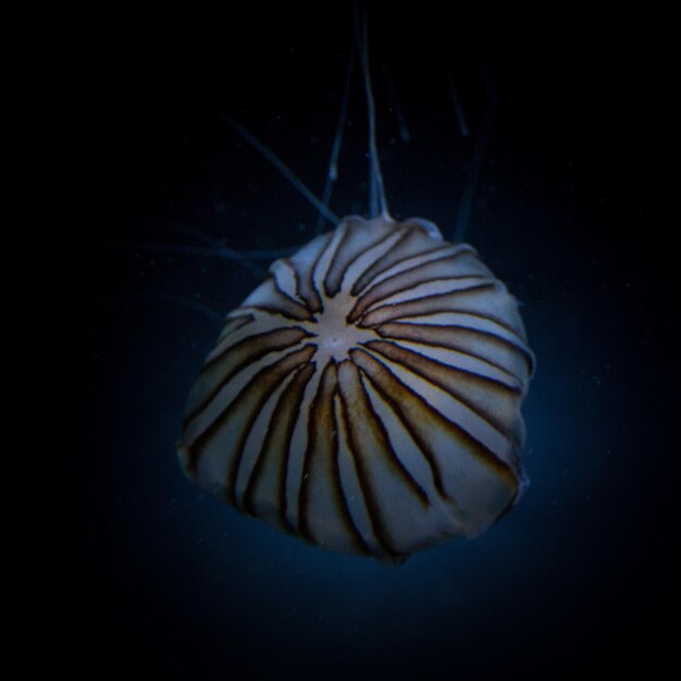 Primer plano de medusas nadando en el acuario