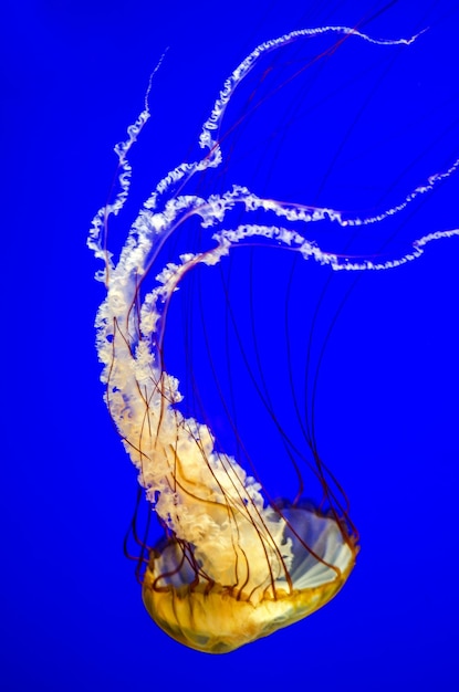 Foto primer plano de medusas nadando en el agua azul