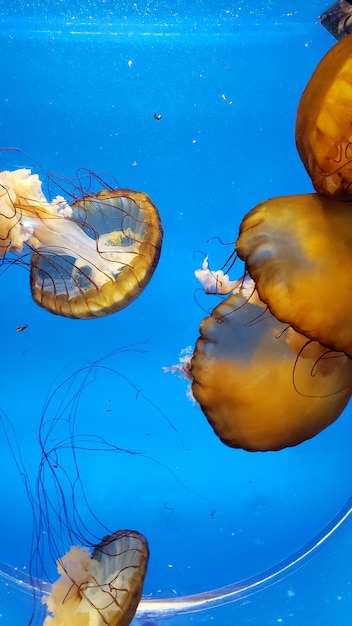 Foto primer plano de medusas nadando en el mar