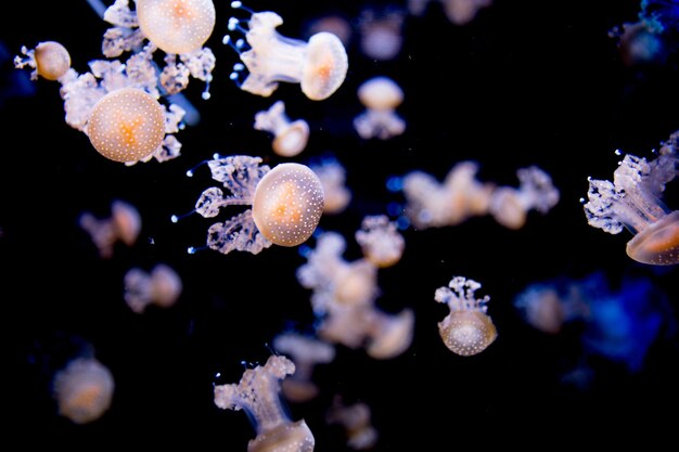 Primer plano de medusas nadando en el mar