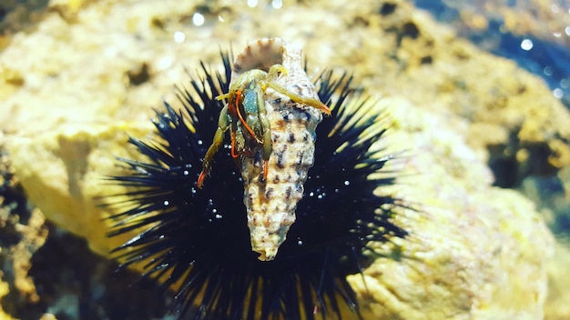 Foto primer plano de medusas nadando en el mar