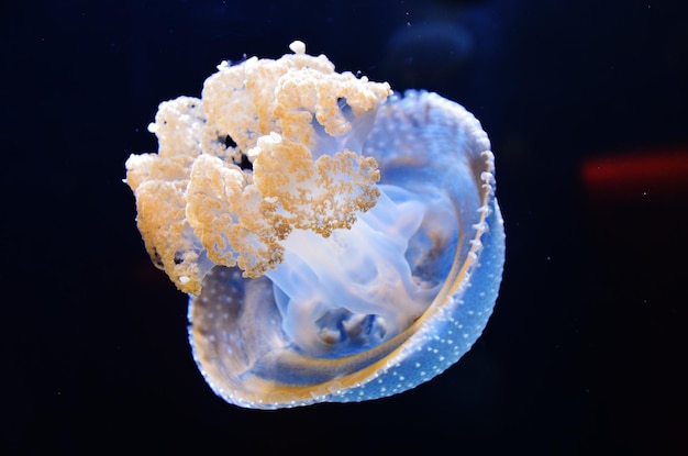 Primer plano de medusas nadando en el mar