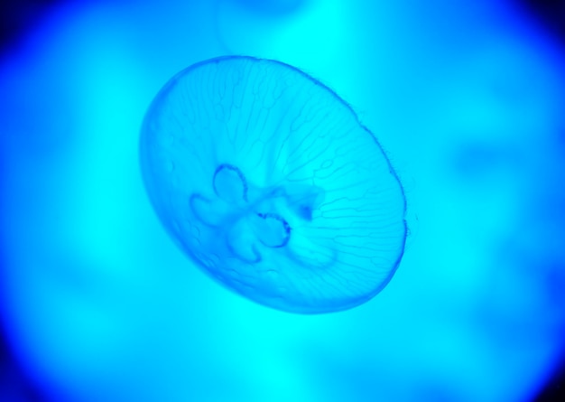 Foto primer plano de medusas nadando en el mar