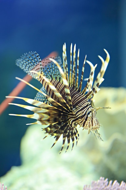 Foto primer plano de medusas nadando en el mar