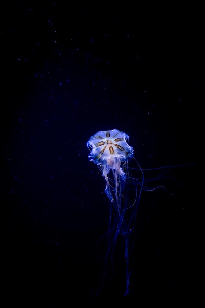 Foto primer plano de medusas nadando en el mar