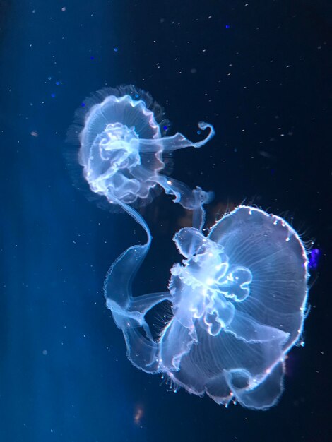 Foto primer plano de medusas nadando en el mar