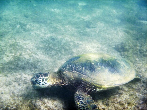 Primer plano de medusas nadando en el mar