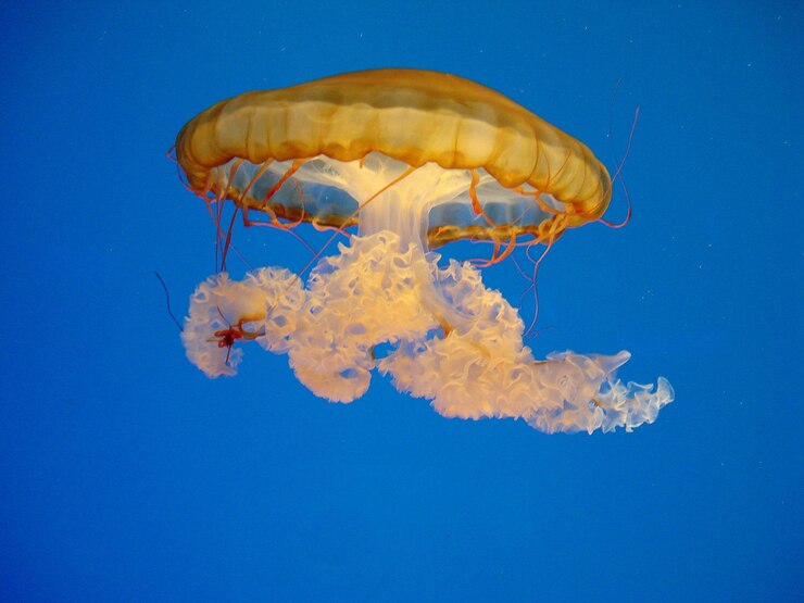 Foto primer plano de medusas nadando bajo el mar