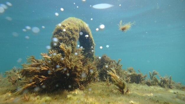 Foto primer plano de medusas nadando en el mar