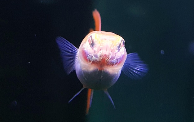 Foto primer plano de medusas nadando en el mar