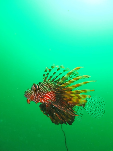 Foto primer plano de medusas nadando en el mar