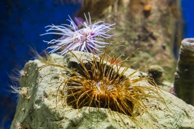 Primer plano de medusas en una roca en el mar