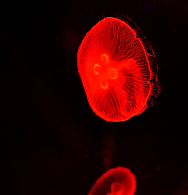 Foto primer plano de medusas rojas contra un fondo negro