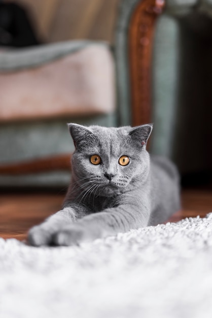 Foto primer plano de la mentira del gato británico de pelo corto británico