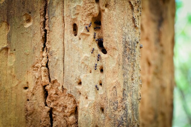 Foto primer plano de metal oxidado en el tronco de un árbol