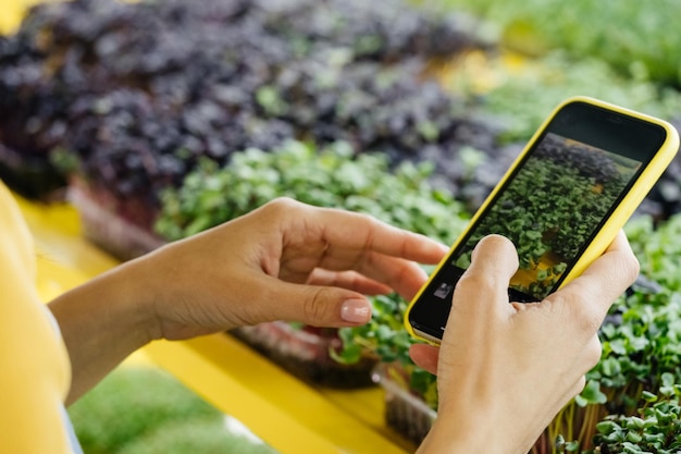 Primer plano de micro brotes verdes cerca de guisante rábano oxalis