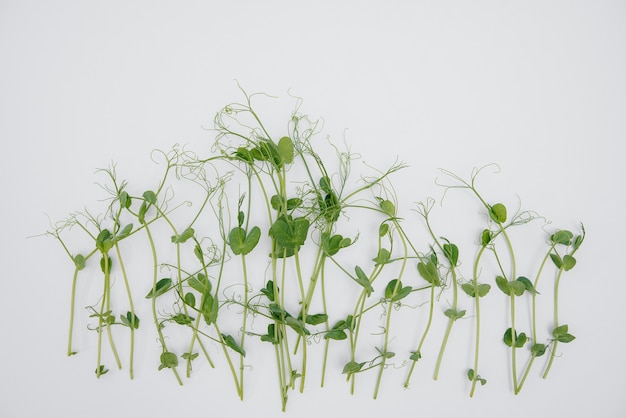 Primer plano de micro-brotes verdes sobre un fondo blanco con espacio libre. Comida y estilo de vida saludables.