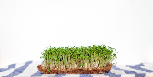 Primer plano de microgreens de rúcula mostaza y otras plantas en casa