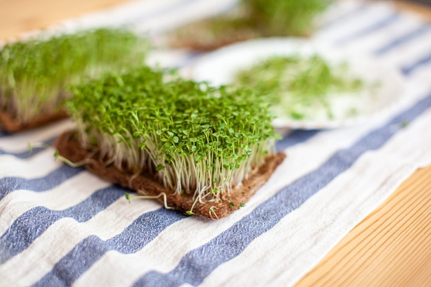 Primer plano de microverduras de mostaza, rúcula y otras plantas en casa. Cultivo de brotes de mostaza y rúcula en primer plano en casa. El concepto de comida vegana y saludable. Semillas germinadas, microverduras