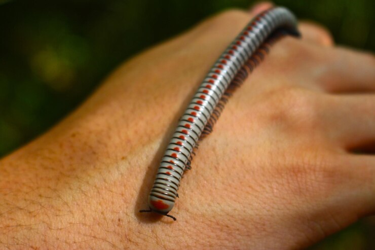 Foto primer plano de un milpiés en la mano de un hombre