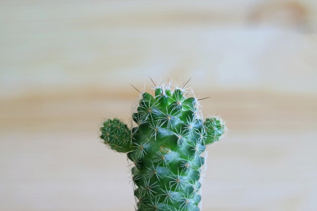 Primer plano de un Mini Cactus verde plantas