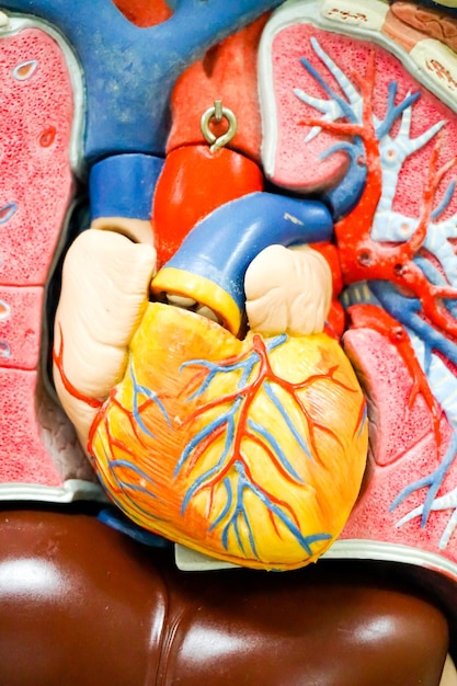 Foto primer plano del modelo del corazón