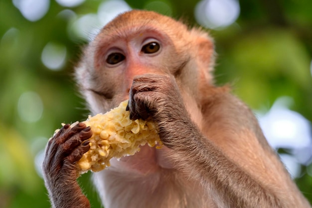 Foto primer plano de un mono comiendo comida