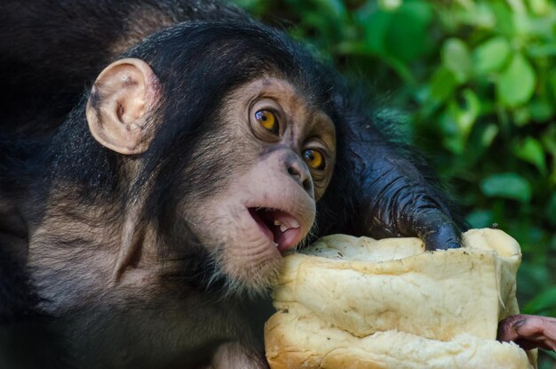 Primer plano de un mono comiendo comida