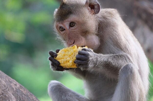 Primer plano de un mono comiendo comida