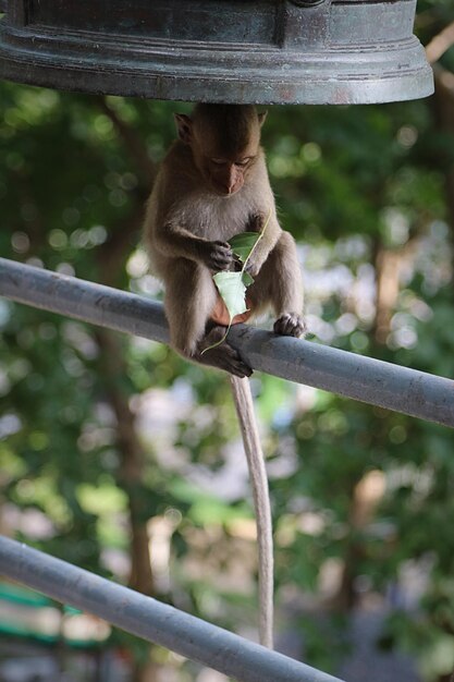 Foto primer plano de un mono comiendo hojas