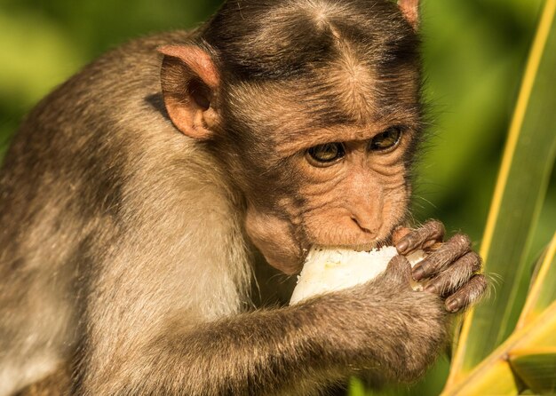 Foto primer plano de un mono comiendo