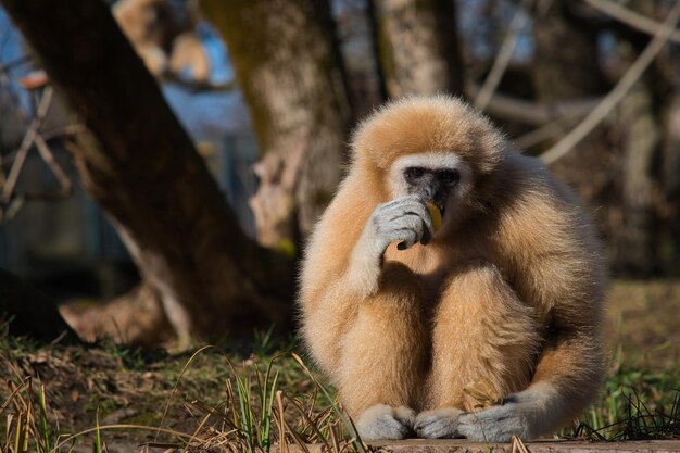 Primer plano de un mono comiendo