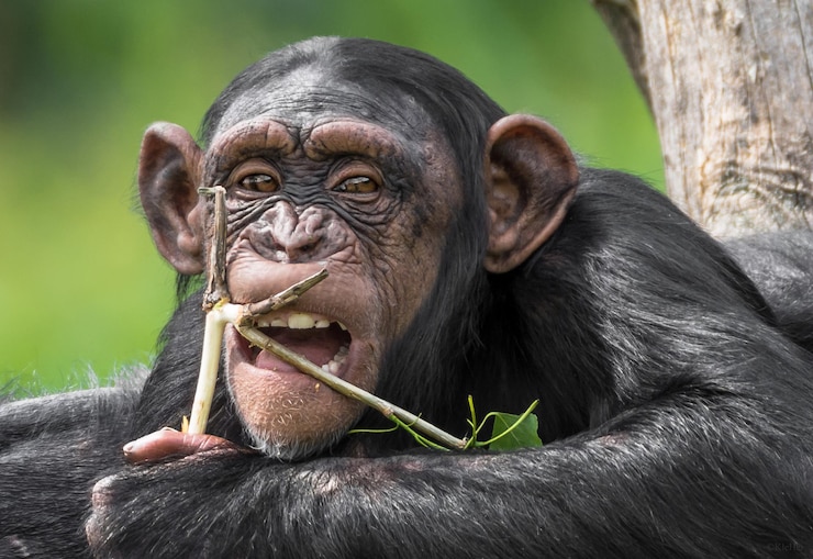 Foto primer plano de un mono comiendo