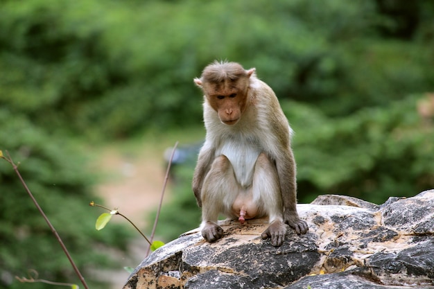 Primer plano de mono lindo Monos que viven en la naturaleza