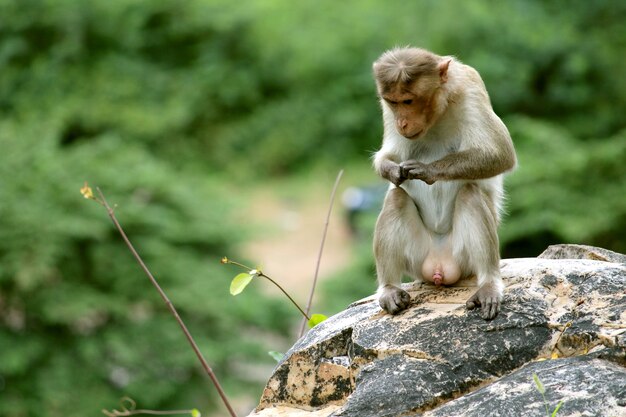 Primer plano de mono lindo Monos que viven en la naturaleza