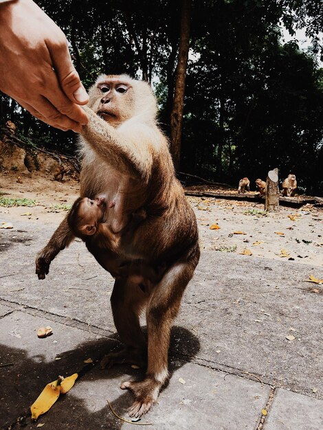 Foto primer plano de un mono con la mano sentado en un árbol en el zoológico