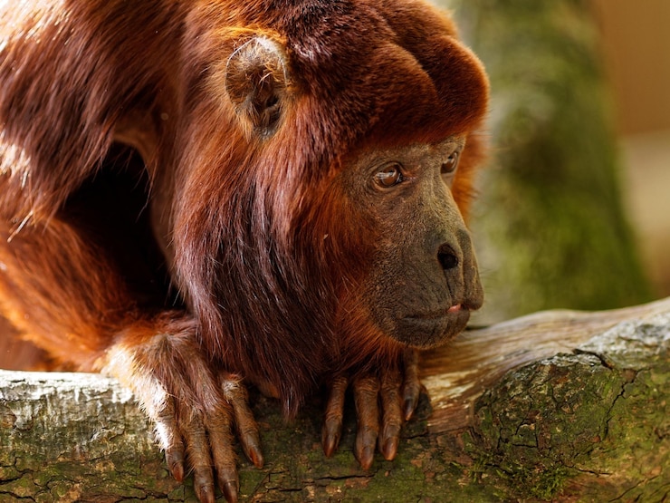 Foto primer plano de un mono mirando hacia otro lado en el zoológico
