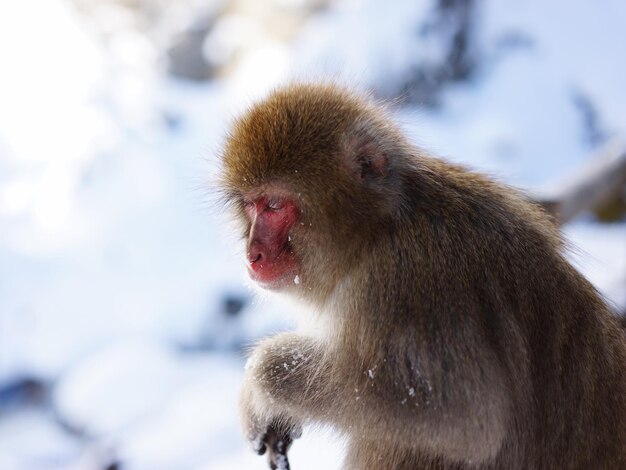 Primer plano de un mono en la nieve