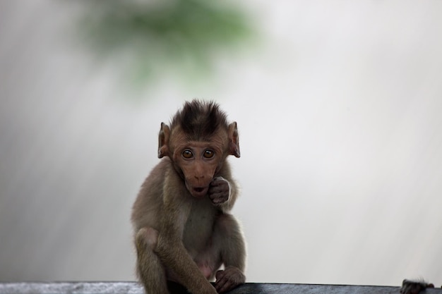 Foto primer plano de un mono