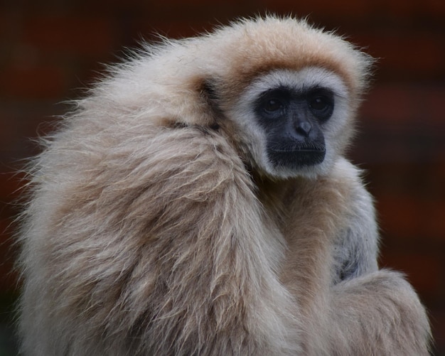Foto primer plano de un mono